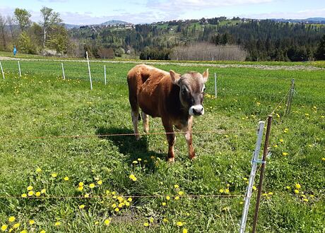 Elektryczne ogrodzenia dla bydła