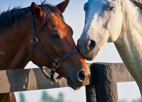 Jak postępować podczas rozcinania koni?