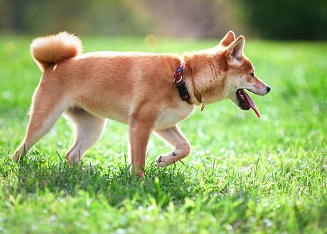 Ogrodzenia dla psów, kotów i królików