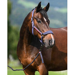 TOMMY HILFIGER kantar ze smyczą, dymny niebieski