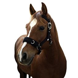 Kantar do lonżowania Covalliero