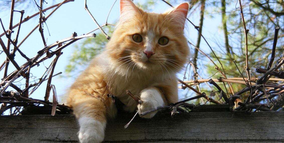 Wiosna i mruczenie kotów