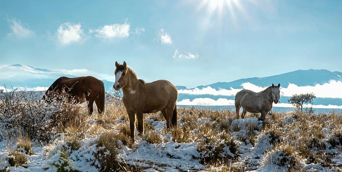 Wspieranie odporności koni zimą