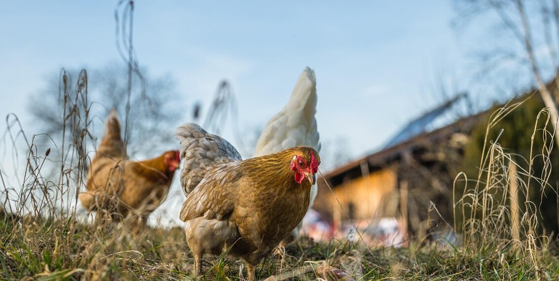 Jak zwiększyć nieśność kur jesienią i zimą