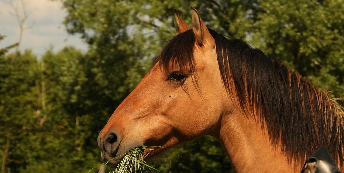 Naturalny środek odstraszający - Czosnek