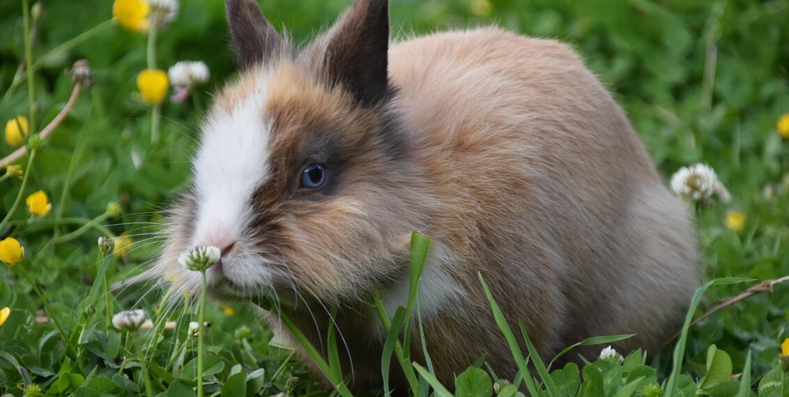 Karmienie królików: kompletny przewodnik po odżywianiu od A do Z