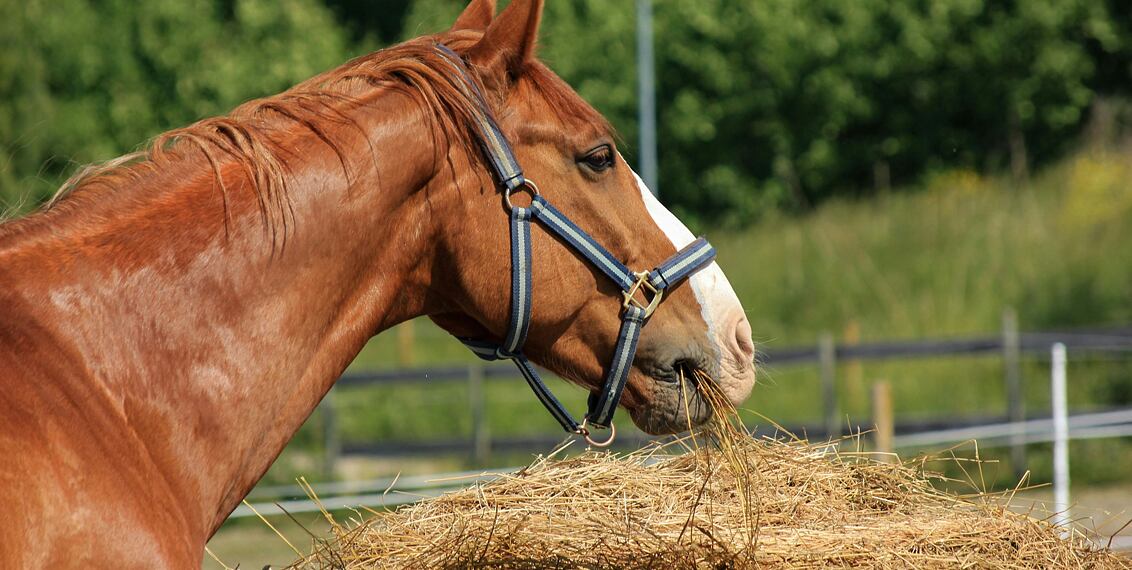 Nowość dla koni "To Nasze"