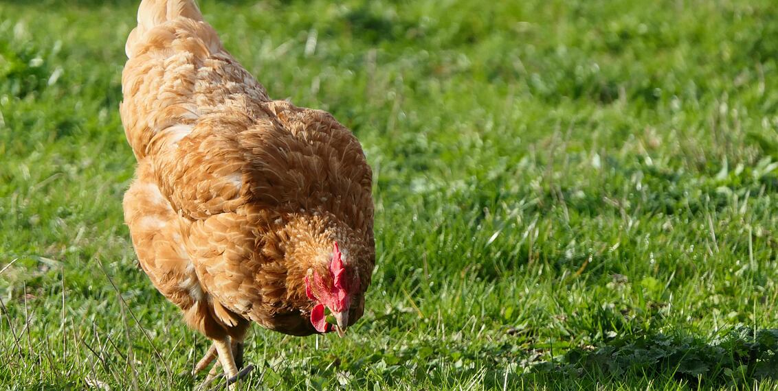 Karma dla kurczaków "To Nasze"