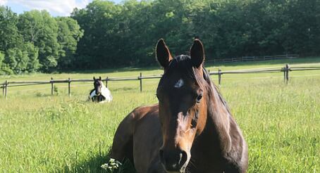 Jak stworzyć bezpieczne, trwałe wybiegi dla zwierząt? Doświadczenia z Rancza pod Lovošem