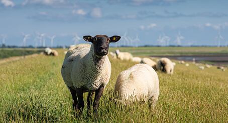 Przyjdź i zbuduj z nami siatkę ogrodzeniową dla owiec i kóz – praktyczna instrukcja krok po kroku