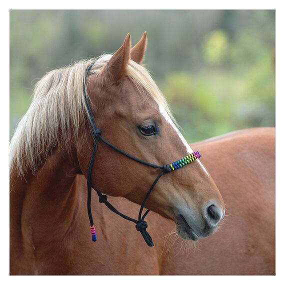 Kantar Passion 4Q, czarny