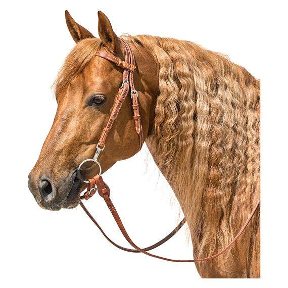 Uzda westernowa LproWest Hayward