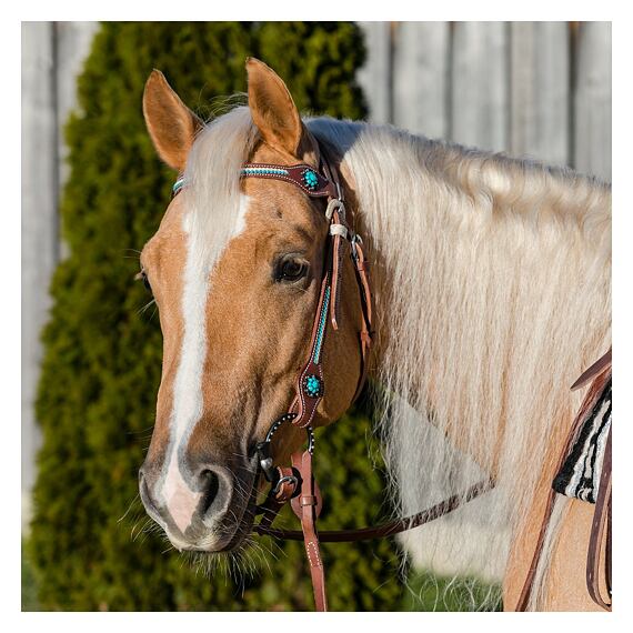 Westernowa uzda LproWest Nashville