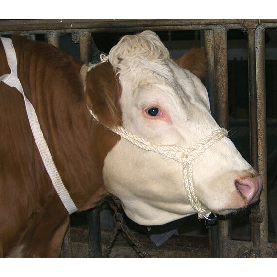 Uwięź sizalowa z podwójnym pierścieniem, 7x35