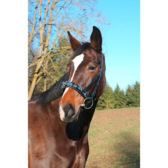 Uzda kombinowana z nachrapnikiem Covalliero Exclusive, czarna, rozm. Cob